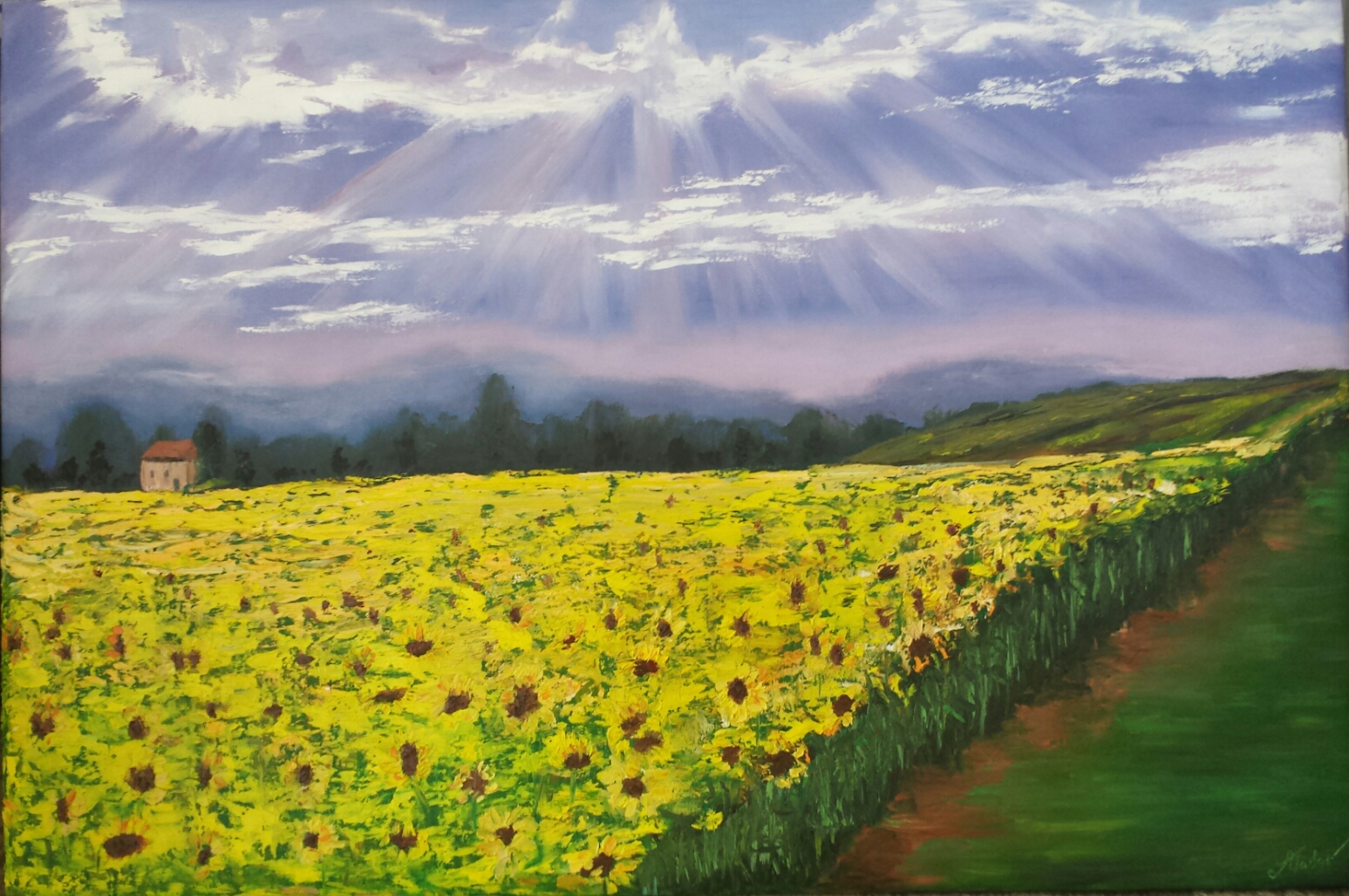 The sunflower field.